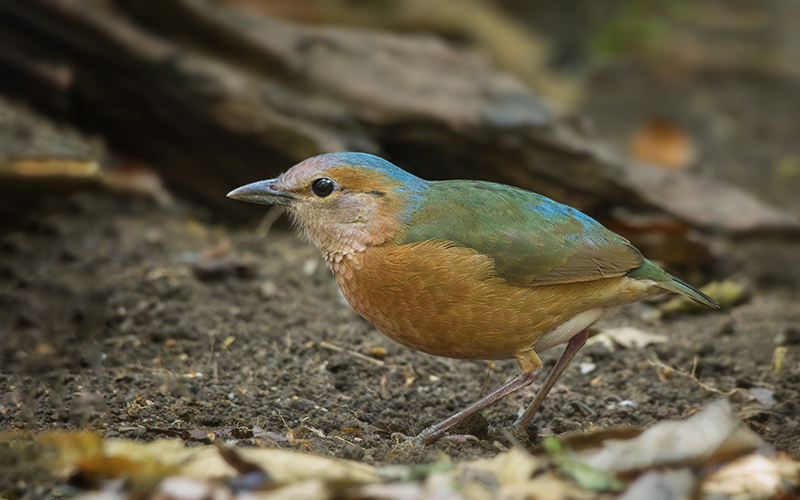 Blue-rumped Pitta (Hydrornis soror) at Cat Tien Bird Hides - Southern Vietnam. Photo by: Phuc Le - Vietnam Bird Photography Tours - Vietbirdphototours.com